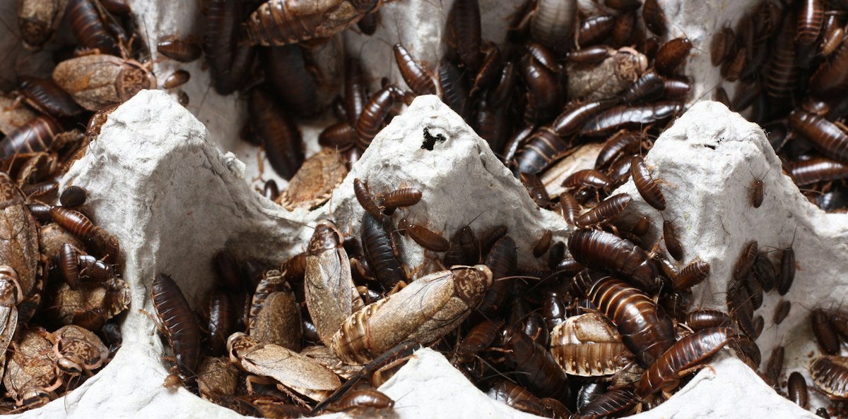Bed bugs — bed bug treatment Gurgaon