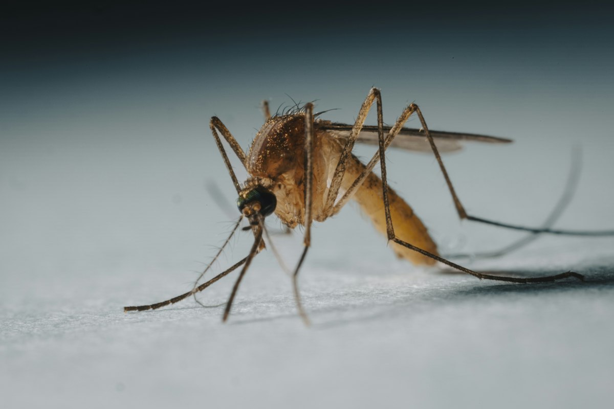 Mosquito — mosquito fogging service Gurgaon