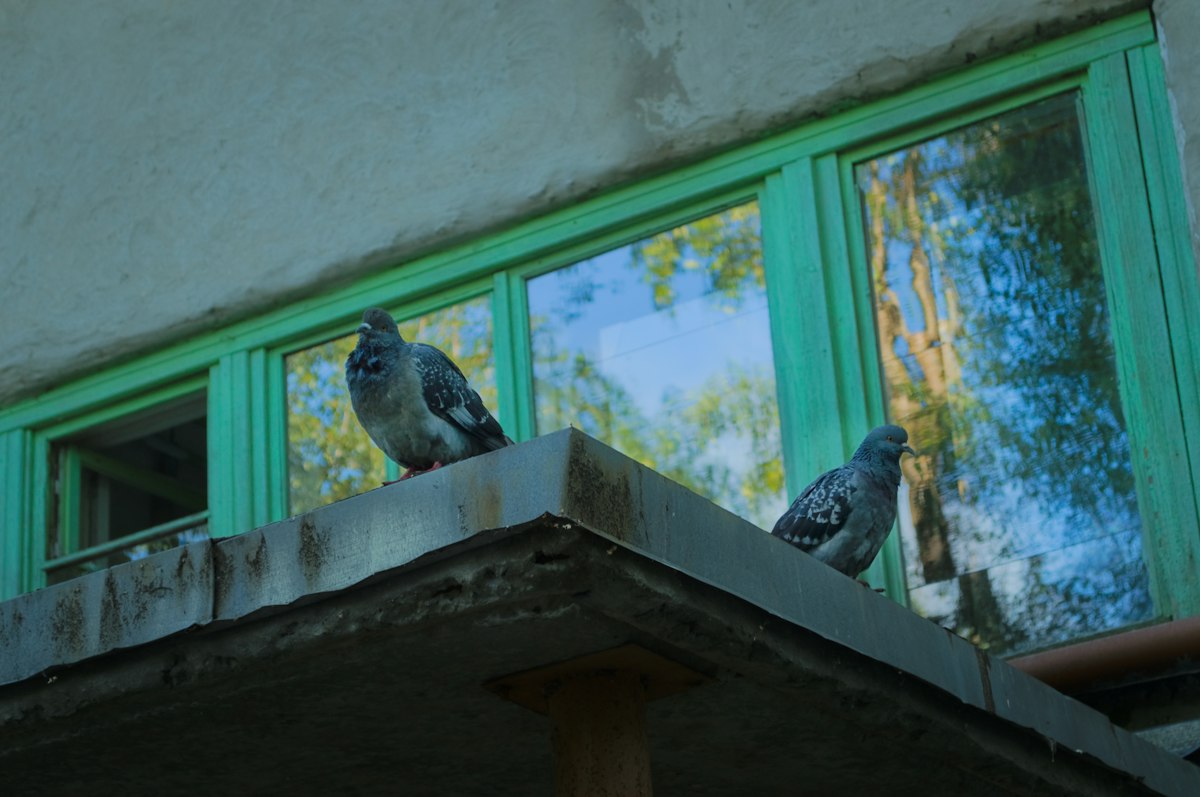 Pigeons perched on a high-rise ledge in Gurgaon
