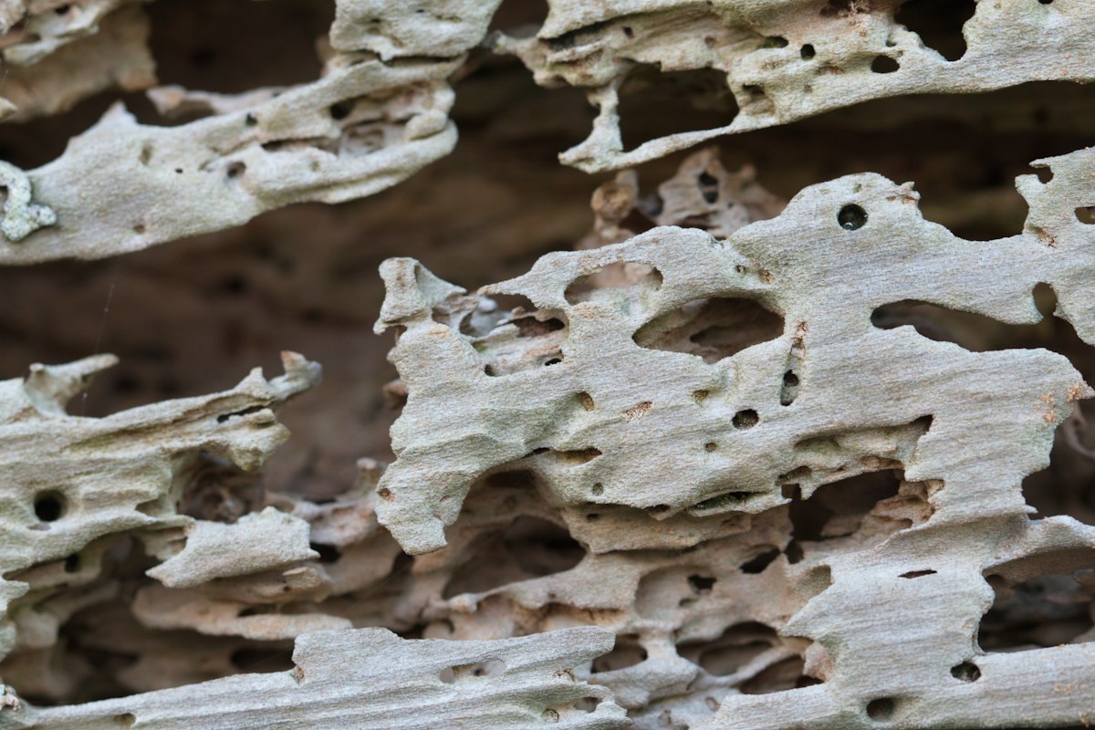 Termite damaged wood — anti termite treatment Gurgaon